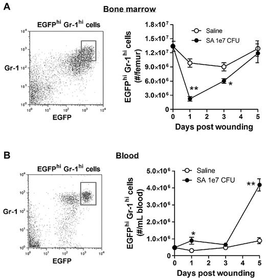Figure 2. Bone marrow mobilization of mature PMNs into the peripheral blood circulation in response to S aureus wound infection. Mature EGFP-PMNs were gated on EGFPhighGr-1high cells. Shown are the kinetics of EGFPhighGr-1high cells in the bone marrow (A) and peripheral blood (B) from mice treated with either sterile saline or S aureus (1 × 107 CFUs). Data are derived from 3-4 mice in each group and are expressed as means ± SEM. *P < .05 vs the saline group; **P < .01 vs the saline group.