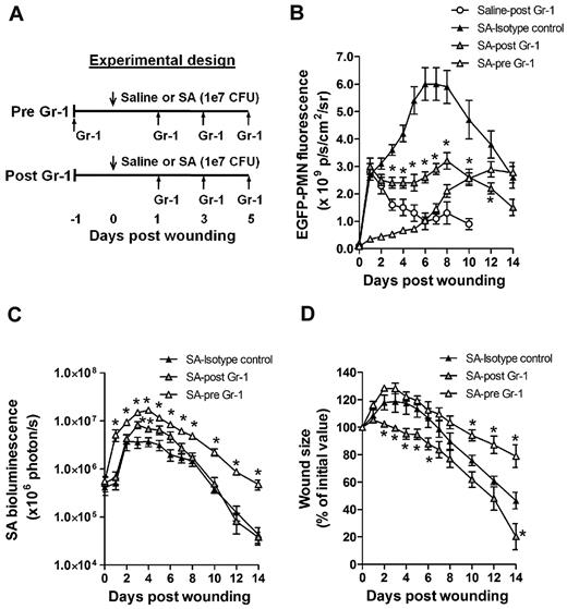 Figure 3. Effects of time-dependent immunodepletion of systemic PMNs on S aureus wound infection. (A) Experimental design for early and delayed depletion of systemic EGFP-PMNs. Systemic PMNs were depleted with anti-neutrophil antibody treatment beginning either 24 hours before (pre-Gr-1) or 24 hours after (post–Gr-1) the onset of the infection (1 × 107 CFUs of S aureus) and then every 2 days up to day 5. Shown are the kinetics of wound EGFP-PMNs (B), S aureus burden (C), and wound closure (D). Data are derived from 5-6 mice in each group and are expressed as means ± SEM. *P < .05 vs SA-isotype control group.