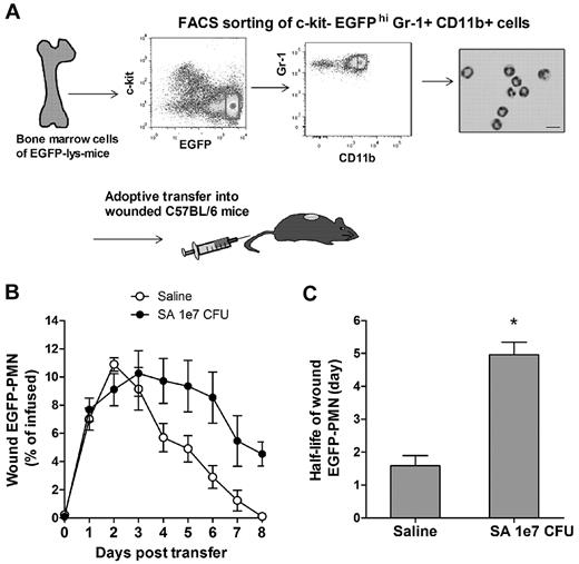 Figure 4. Adoptive transfer of PMNs and recruitment to S aureus–infected wounds. (A) FACS sorting of mature EGFP-PMNs (c-kit−EGFPhighGr-1highCD11bhigh cells) and cytospin image. To avoid any inclusion of cells with proliferative capacity, c-kit+-progenitor cells were gated out. The FACS-sorted cells were intravenously transferred (5 × 106 cells in 0.1 mL of sterile saline) to C57BL/6 mice whose wounds were treated with either sterile saline or S aureus (1 × 107 CFUs), and the kinetics of EGFP-PMNs within the wound were determined (B). (C) The half-life of wound EGFP-PMNs was quantified from EGFP-PMN kinetic data using the equations described in the supplemental Methods. Data are derived from 4 mice in each group and are expressed as means ± SEM. *P < .01 vs saline control group.