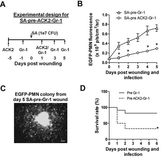 Figure 6. C-kit+-progenitor proliferation within wounds contributes to immune protection against S aureus infection. (A) Experimental design for immunodepletion of c-kit+ cells and PMNs before S aureus infection (1 × 107 CFUs) and skin wounding (SA-pre-ACK2-Gr-1). (B) Comparison of kinetics of wound EGFP-PMNs in S aureus–infected EGFP-lys-mice with SA-pre-ACK2-Gr-1 and SA-pre-Gr-1 treatment (refer to Figure 3A for the experimental design of SA-pre-Gr-1 treatment). (C) EGFP+ colony derived from cells harvested from EGFP-lys-mice with SA-pre-Gr-1 treatment. At day 5 after infection, wounded and S aureus–infected skin biopsies were collected from EGFP-lys-mice with SA-pre-Gr-1 treatment, digested, and plated in methylcellulose medium. Shown is a representative image of an EGFP+ colony 7 days after plating. (D) Comparison of survival rate between EGFP-lys-mice with SA-pre-ACK2-Gr-1 and SA-pre-Gr-1 treatment. *P < .05 vs SA-pre-Gr-1.