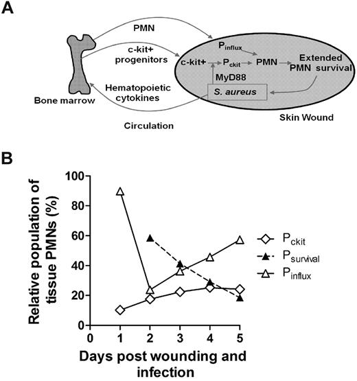 Figure 7. Dynamic contributions of 3 distinct populations of PMNs constitute the innate immune response to S aureus infection. (A) A model depicting the dynamic feedback between the bone marrow compartment and the wound compartment during bacterial infection. Local S aureus infection triggers signals (eg, hematopoietic cytokines) to maintain an enhanced number of PMNs in infected tissue. This can be largely achieved by increased production and mobilization of PMNs in the bone marrow and their recruitment into local infected tissue, where their lifespan is markedly extended to provide sustained immune protection. In addition, bone marrow c-kit+-progenitor expansion and mobilization are activated by S aureus. Progenitor cells infiltrate the site of infection, where they proliferate and differentiate into functional PMNs in part via a MyD88-dependent mechanism to provide additional immune protection. Pinflux represents the number of newly infiltrated PMNs from the blood to the infected tissue during a S aureus infection; Pckit, the number of newly produced PMNs in the tissue by proliferation of c-kit progenitors; and Psurvival, the number of early recruited PMNs that persist after day 1 of infection within the wound. (B) Relative contribution of enhanced PMN survival and their local production by tissue-infiltrated c-kit+ cells that contribute in equal proportion by day 3 to maintain tissue PMN number during S aureus infection. Mathematical modeling predicts the relative contributions of each compartment between days 1 and 5 of S aureus infection (1 × 107 CFUs; for details, see supplemental Methods).