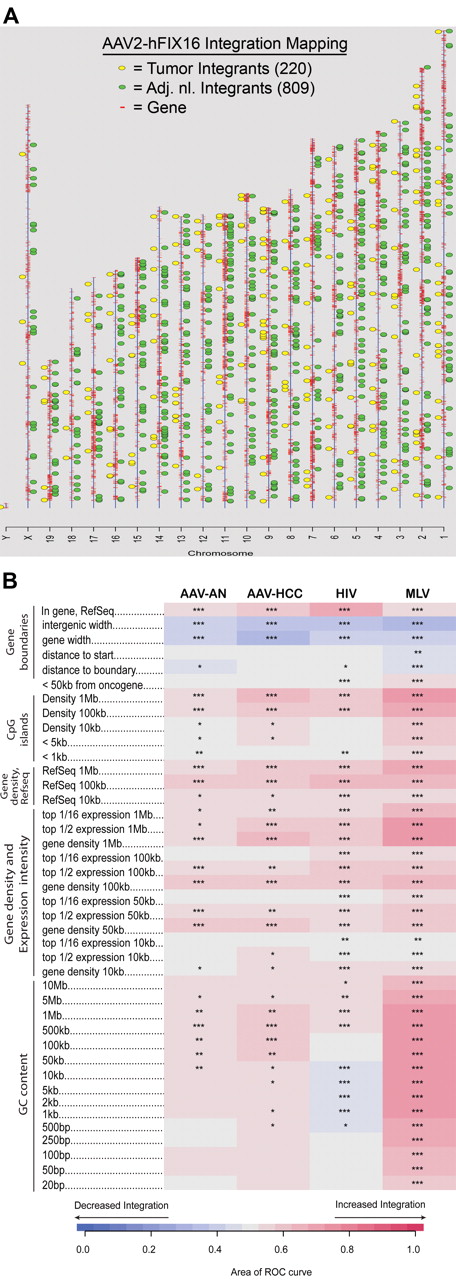 Figure 2. Vector integration site distribution and preferences in normal and tumor tissues. (A) Ideogram of integration patterns from hepatocellular carcinoma and adjacent normal datasets across mouse genome. (B) Genomic heatmap of integration frequency relative to genomic features. Integration site dataset names are shown above the columns. Genomic features analyzed are shown to the left of the corresponding row of heatmap. The heatmap compares each experimental dataset to the matched random controls relative to frequency of the indicated genomic feature. A colored receiver operating characteristic (ROC) area scale is shown along the bottom of the panel with increasing shades of blue indicating negative correlation relative to the genomic feature and increasing shades of red indicating positive correlation relative to the comparison set. Comparisons to genomic features were carried out as previously described.35,52 Asterisks summarize the statistical significance of departures from random (*P < .05; **P < .01; ***P < .001).