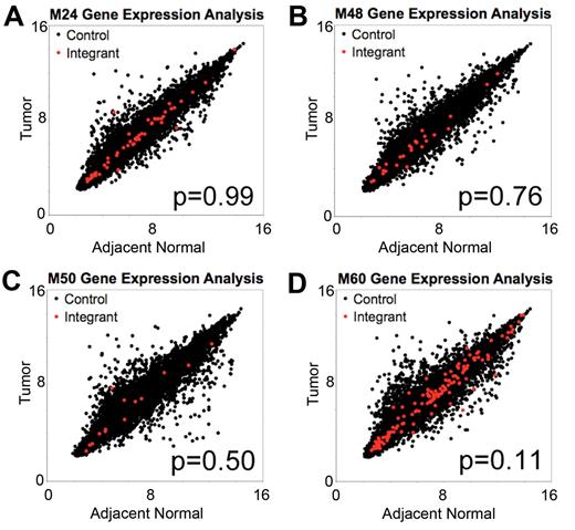 Figure 4. No difference in magnitude of expression change in adjacent normal tissue and in tumor tissue for genes near tumor integrants and genes distal to tumor integrants. Plots of log2-transformed gene expression levels in tumor tissue versus log2-transformed gene expression levels in adjacent normal for mice (A) M24, (B) M48, (C) M50, and (D) M60. Gene expression levels were determined from microarray with the use of the Mouse Gene 1.0ST Affymetrix chip. Red dots indicate the closest gene to an integrant cloned from tumor tissue, and black dots indicate all other genes on the array. P value from the Mann-Whitney U test compared the change in expression for genes near integrants with all other genes.