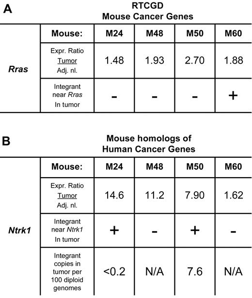 Figure 5. Up-regulation of oncogenes near integrants cloned from tumor tissue occurs independently of vector integration. Expression analysis of up-regulated (A) mouse cancer-related genes and (B) mouse homologs of human cancer-related genes located within 100 kb of an AAV2-hFIX16 integrant cloned from tumor tissue. Expression ratio was obtained by dividing the absolute array signal from tumor tissue by the absolute array signal from adjacent normal tissue. Individual M24 and M50 Ntrk1 integrants were quantified by qPCR, performing 4 independent measurements on total DNA isolated from tumor tissue.