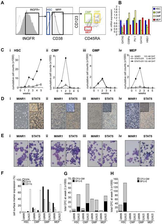 Figure 1. STAT5 imposes a long-term proliferative advantage on human HSCs but not progenitors in MS5 stromal cocultures. (A) Human cord blood CD34+ cells were transduced with control and STAT5A-ER retroviral vectors, and tNFGR-positive cells were sorted into HSC, CMP, GMP, and MEP populations. (B) RNA was extracted from each sorted population and used for real-time Q-PCR analysis. (C) Sorted HSCs (i), CMPs (ii), GMPs (iii), and MEPs (iv) were plated on MS5 stromal cells, stimulated with 4-OHT as indicated, and the cultures were demi-depopulated weekly for analysis. Weekly cumulative cell counts are shown for a representative experiment of 3 independent experiments. (D) Representative images from MS5 cocultures at week 2 as described in panel C. (E) MGG-stained cytospins from week-1 suspension cells from cocultures as described in panel C. (F) FACS analysis on week-1 suspension cells from MS5 cocultures as described in panel C. (G-H) Suspension cells from MS5 cocultures as described in panel C were analyzed for progenitor content by CFC assay. At week 2 (G) and week 3 (H), 2500 cells from each coculture were plated in a CFC assay in methylcellulose, and colonies were evaluated 2 weeks after plating. Total CFC numbers are shown. CFU-GM, colony-forming unit–granulocyte-macrophage; BFU-E, burst-forming unit–erythroid.