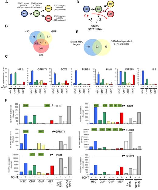 Figure 2. Identification of STAT5 target genes in HSCs and progenitors. Cord blood cells were transduced with MiNR1 (control) and STAT5-wt ER retroviral vectors and sorted into HSC, CMP, GMP, and MEP fractions. Cells were stimulated with 100nM 4-OHT for 24 hours, and then RNA was extracted and used for Illumina BeadChip array analysis. Significantly expressed STAT5 target genes in HSC and progenitor compartments (> 2-fold change in gene expression) are shown. (B) Venn diagram showing STAT5 target genes in HSC, GMP, and MEP fractions. (C) Verification of STAT5 target genes by real-time Q-PCR. (D) Schematic representation of the identification of GATA1-independent STAT5 target genes. Cord blood CD34+ cells were transduced with MiNR1 or STAT5A-ER and luciferase RNAi or GATA1 RNAi vectors, as described previously.24 Cells were stimulated with 100nM 4-OHT for 24 hours, and then RNA was extracted and used for Illumina microarray analysis. Thus, significantly expressed STAT5 target genes could be identified in the absence or presence of GATA1 (> 2-fold change in gene expression). (E) Venn diagram showing STAT5 target genes in HSC and GATA1-independent target genes. (F) dataset from the Illumina BeadChip arrays showing expression of STAT5 target genes. Perfect palindromic STAT5-binding sites defined as TTC(n3)GAA are highlighted in green.