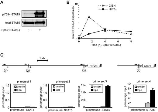 Figure 3. STAT5 binds directly to the −344-bp palindromic site within the HIF2α promoter. (A) UT7 cells were cytokine deprived overnight, after which time cells were either left unstimulated (unstim) or stimulated with erythropoietin (Epo; 10 ng/mL) for 15 minutes. Cell lysates were prepared and used for Western blotting. (B) Same experiment as in panel A, but mRNA was isolated from erythropoietin-stimulated cells at several time points, after which the expression of HIF2α and CISH was verified by real-time Q-PCR. (C) ChIP using antibodies against STAT5 or preimmune serum as a negative control. PCRs were performed using primer sets as indicated. Region 1 does not contain STAT5-binding sites, region 2 and 3 do contain STAT5-binding sites within the HIF2α promoter, and region 4 contains the tandem STAT5-binding site within the CISH promoter.