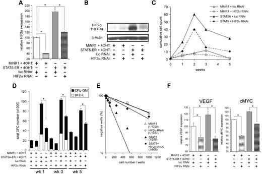 Figure 4. STAT5-induced long-term proliferation and increased CFC and LTC-IC frequencies are impaired by down-modulation of HIF2α. (A) Cord blood CD34+ cells were transduced with MiNR1 control or STAT5A-ER together with luciferase RNAi control or HIF2αRNAi constructs, and double-transduced cells were sorted. Sorted cells were stimulated with 100nM 4-OH for 24 hours, and then RNA was isolated. HIF2α mRNA expression levels were measured by Q-PCR. (B) Cord blood CD 34+ cells were transduced and sorted as described in panel A, but were used for Western blot analysis to determine HIF2α protein levels. (C) Double-transduced cord blood CD34+ cells as described in panel A were cultured in MS5 coculture. Cocultures were demi-depopulated weekly and cumulative cell counts are indicated. (D) Suspension cells from cocultures as described in panel C were analyzed in CFC assays. Data indicate total CFC numbers from a representative experiment of 3 independent experiments. (E) LTC-IC frequencies were determined in limiting dilution on MS5 stromal cells. Cultures were cultured for 5 weeks, and then methylcellulose was added. At week 7, LTC-IC frequencies were determined. Data shows the stem-cell frequencies of a representative experiment of 3 independent experiments. (F) RNA was isolated from double-transduced cells as described in panel A, RNA was isolated, and real-time Q-PCR was performed to identify HIF2α target genes. CFU-GM, colony-forming unit–granulocyte-macrophage; BFU-E, burst-forming unit–erythroid; *P < .05.