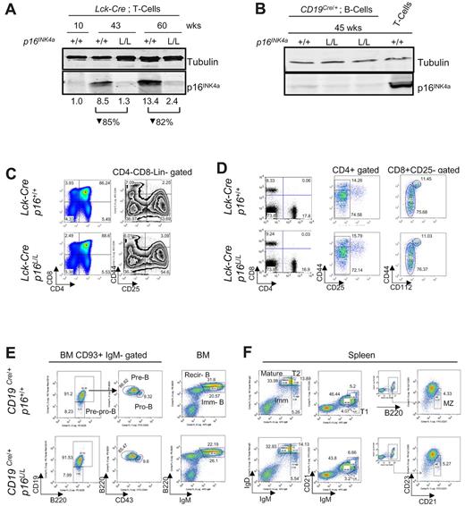 Figure 1. Lineage-specific deletion of p16INK4a has no effect on lymphocyte development in young mice. (A) Protein expression of p16INK4a in purified mouse T cells from Lck-Cre p16+/+ and Lck-Cre p16L/L mice of indicated ages. Relative quantification of p16INK4a expression after normalization to tubulin is shown. See supplemental Figure 1 for purification scheme. (B) Protein expression of p16INK4a in purified B and T cells from CD19Cre/+ p16L/L and CD19Cre/+ p16+/+ mice of indicated ages. See supplemental Figure 1 for purification scheme. (C) Comparable thymocyte development in young (6-8 weeks old) Lck-Cre p16+/+ mice versus young Lck-Cre p16L/L mice. (Left) Fractions of double-positive, double-negative, and CD4/CD8 single-positive cells. (Right) Fractions of DN1 (CD25−CD44+), DN2 (CD25+CD44+), DN3 (CD25+CD44−), and DN4 (CD25−CD44−) after Lin−CD4−CD8− gating. (D) Differentiation of peripheral T cells in young Lck-Cre p16L/L mice versus Lck-Cre p16+/+ mice. (Left) CD4+ or CD8+ SP T-cell percentages in the spleen. (Middle) CD4+ memory (CD25−CD44hi) and naive (CD25−CD44lo/−) T-cell fractions from spleen. (Right) CD8+ memory (CD25−CD44hi CD122+) and naive (CD25−CD44lo/− CD122−) T-cell fractions. (E) Development of B-lineage progenitors in bone marrow (BM) in young CD19Cre/+ p16L/L mice versus CD19Cre/+ p16+/+ mice. (Left) CD93+ immunoglobulin M (IgM)− early B-cell progenitors: pre-pro-B cells, pro-B cells, pre-B cells. (Right) Immature B (Imm-B) cells and mature recirculating B (Recir-B) cells as indicated from mouse bone marrow (BM). (F) Differentiation of splenic B-cell subsets in of young CD19Cre/+ p16L/L mice versus CD19Cre/+ p16+/+ mice. Different B-cell subsets are as shown: mature (IgMloIgDhi), immature (IgMhiIgDlo), transitional 1 (T1, CD21−IgM+), transitional 2 (T2, IgMhiIgDhi), and marginal zone (MZ, CD23−CD21+B220+).