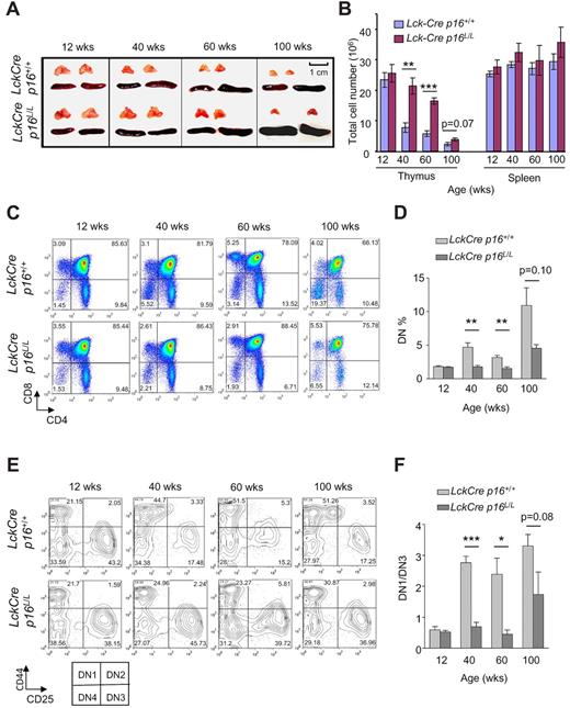 Figure 2. T lineage–specific deletion of p16INK4a slows thymic involution and reduces an age-related DN1 to DN3 block. (A) Partial rescue of thymic involution with aging in Lck-Cre p16L/L mice compared with Lck-Cre p16+/+ mice (n = 5 per group). Representative images are shown of thymus and spleen from mice of indicated ages and genotypes. (B) T cell–specific deletion of p16INK4a is associated with a partial but significant rescue of the age-associated decline of total thymocyte number (n = 5 per group). Total numbers of thymocytes and splenocytes from mice of indicated ages are shown. (C) The age-related arrest at the DN thymocyte stage was abolished by T lineage–specific deletion of p16INK4a. (D) Quantification of Lin−CD4−CD8− (DN) thymocyte fractions at indicated ages as shown in panel C; n = 5 mice per group. (E) T lineage–specific deletion of p16INK4a attenuated the age-related DN1-DN3 block. Representative flow analysis of Lin−CD4−CD8− DN1 (CD44+CD25−) and DN3 (CD44−CD25+) fractions in mice of indicated ages and genotypes is shown. (F) The ratio of the absolute number of DN1 to DN3 cells (DN1/DN3) as determined in panel E is shown at indicated ages. See also supplemental Figure 2; n = 5 mice per group. Error bars indicate SEM; *P < .05, **P < .01, ***P < .001.