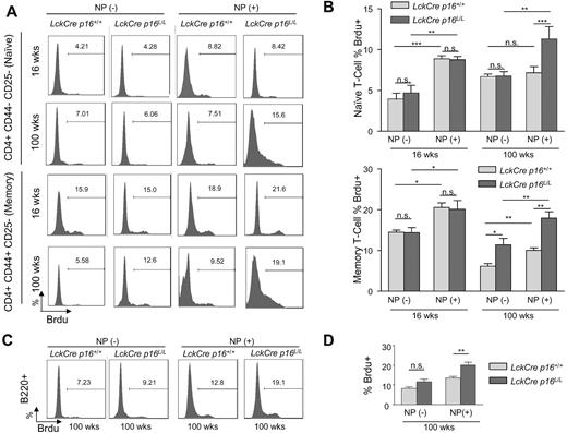 Figure 4. The effects of p16INK4a deletion on age-related changes in homeostatic or antigen-specific proliferation of memory and naive T cells. (A) Representative flow analyses of in vivo proliferation as measured by BrdU incorporation in memory or naive T cells without NP immunization (homeostatic, −) or with NP immunization (antigen-specific, +) in mice of indicated ages and genotypes. For NP(+) results, BrdU incorporation in memory or naive T cells is determined after reimmunization with nitrophenylacetyl-chicken γ-globulin as described in “Immune function is enhanced in old mice by T-lineage deletion of p16INK4a.” (B) Quantification of BrdU incorporation in memory (bottom) or naive (top) as shown in panel A with and without NP immunization; n = 4-5 mice per group. T cell–specific inactivation of p16INK4a is associated with rescue of an age-associated decline in antigen-specific proliferation in memory and naive T cells and homeostatic proliferation in memory cells. Memory and naive T cells are identified as described in Figure 1C. (C) Representative flow analyses in 100-week-old mice of indicated genotypes showing the effect of T lineage–specific p16INK4a deletion on T-cell helper function as measured by antigen-induced B-cell proliferation (BrdU incorporation). (D) Quantification of antigen-induced B-cell proliferation as measured in panel C; n = 4 mice per group. Error bars indicate SEM; *P < .05, **P < .01, ***P < .001.