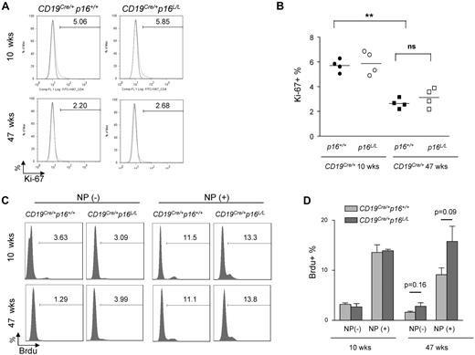 Figure 6. The effect of B lineage–specific p16INK4 deletion on immune aging. (A) Representative flow analysis of B-cell homeostatic proliferation as measured by Ki-67 expression in resting B cells (CD40−) from spleens of mice with indicated ages and genotypes. (B) Quantification of K-i67 expression as shown in panel A. ns indicates not significant. **P < .01. (C) Representative flow analysis showing the effect of B-lineage p16INK4a deletion on antigen-specific B-cell proliferation. Mice were immunized and rechallenged with nitrophenylacetyl (see “NP immunization”) and BrdU incorporation in splenic B cells was measured in mice of indicated ages and genotypes. (D) Quantification of BrdU incorporation as shown in panel C; n = 4 mice per group, P values are as indicated.