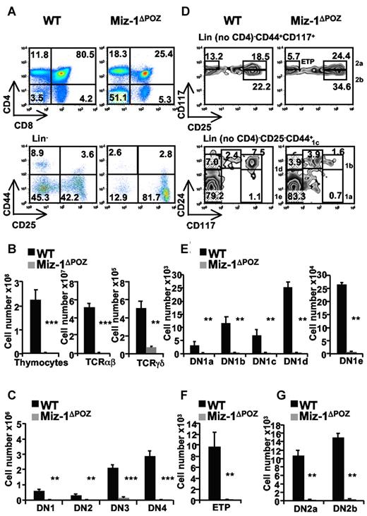 Figure 1. The deletion of the POZ domain of Miz-1 disrupts T-cell development at the transition from DN to DP and at the ETP/DN1 stage. Flow cytometric (FACS) analysis (A,D) and total cell numbers (B,C,E-G) of thymic populations of wild-type (WT) and Miz-1ΔPOZ mice. (A) CD4 and CD8 surface staining (top panel) and lineage-negative (Lin−) cells (bottom panel), described in supplemental Methods are analyzed for the surface expression of CD44 and CD25 to assess DN1 (Lin−CD44+CD25−), DN2 (Lin−CD44+CD25+), DN3 (Lin−CD44−CD25+), and DN4 (Lin−CD44−CD25−). Numbers in quadrants indicate the percentage of cells. (B-C) Absolute numbers of thymocytes, TCR-αβ+, TCR-γδ+, and DN1 to DN4 cells are calculated relative to the live cells gated according to the FSC/SSC profile and expressed as absolute cell count. (D) FACS analysis of ETP (Lin− no CD4, CD25− CD44+CD117+), DN1a-e (Lin− no CD4, CD25−, CD44+, and CD24/CD117medium/high) and DN2a-b (Lin− no CD4, CD44+CD117+CD25medium/high) populations. (E-G) Percentages of positive cells in panel D are calculated relative to the total live cells and expressed as absolute cell count. Average counts of at least 8 mice and error bars representing the SD are shown. **P ≤ .01. ***P ≤ .001.