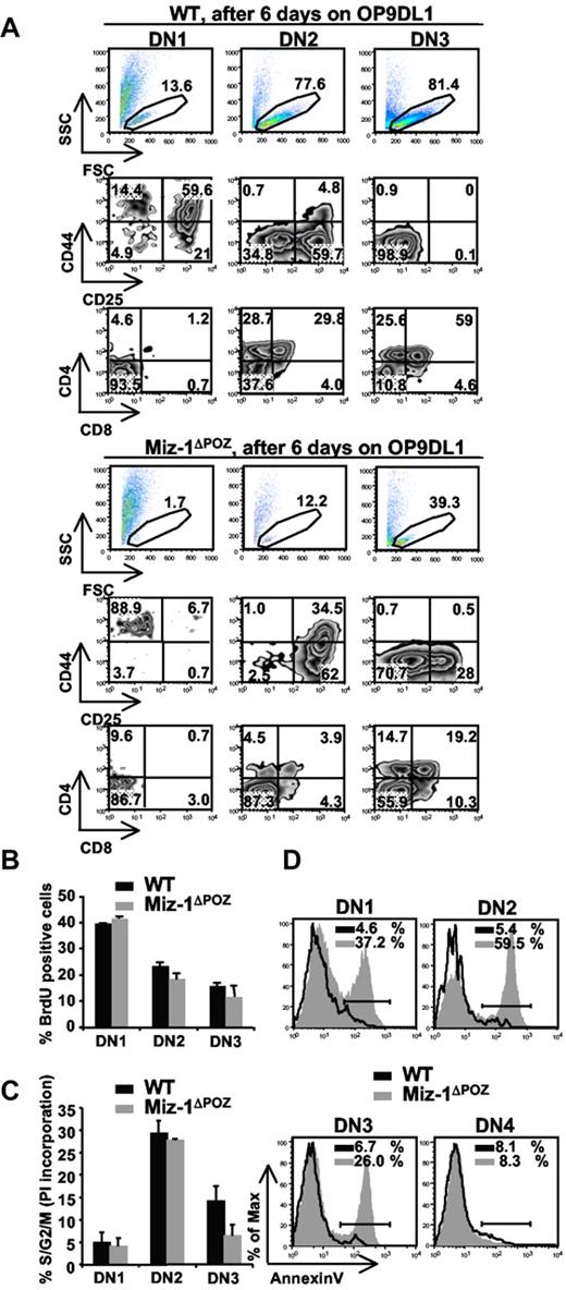 Figure 3. DN1s from Miz-1ΔPOZ mice lack in vitro differentiation and/or survival signals on OP9DL1 cocultures. (A) Comparative differentiation kinetics of 500 cells sorted from DN1, DN2, and DN3 subsets after 6 days of culture on stromal OP9DL1 cells. Gated live cells (top panel) were further gated on CD4−CD8−TCR-γδ− and analyzed for CD44 and CD25 surface expression to assess DN stages of differentiation (middle panel). CD4 and CD8 surface expression shows developmental progression of more mature T cell (bottom panel). The numbers in dot plots are percentages of cells (n = 6). (B) Cell cycle analysis after in vivo BrdU labeling. Cells were stained for surface markers and anti-BrdU and gated on DN1, DN2, and DN3. Data show percentage of BrdU-positive cells (n = 2). (C) Cell cycle analysis using propidium iodide staining was performed on permeabilized, sorted DN1, DN2, and DN3 cells. Data show percentage of cells in S/G2/M phase and are representative of 4 independent experiments. (D) Single-cell suspensions of thymocytes were stained with antibodies against lineage markers, CD44 and CD25 followed by annexin V staining. Percentages of annexin V-positive cells are indicated (n = 4).