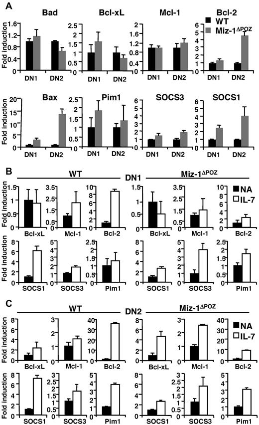 Figure 4. Miz-1ΔPOZ DN thymocytes show aberrant IL-7-related gene expression profile. (A) RNA was extracted from 5 to 10 × 103 sorted DN1 and DN2 cells. All values are normalized to the expression of GAPDH gene and are presented as fold induction relative to values obtained with the respective wild-type control (set as 1-fold). Average of triplicate values ± SD are shown (n = 5). (B-C) Quantitative real-time PCR analyses of indicated genes in sorted DN1 and DN2 cells nonactivated (NA) or activated with IL-7 for 4 hours. Data are presented as fold induction relative to values obtained with the respective NA sample for wild-type control (left panel) and for Miz-1ΔPOZ (right panel). Average of triplicate values ± SD are shown (n = 3).
