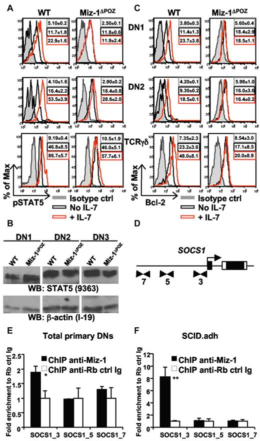 Figure 5. Miz-1 is required for proper IL-7/IL-7R signaling and binds to the SOCS1 promoter. (A) Intracellular pSTAT5 detection in WT and Miz-1ΔPOZ thymocytes after ex vivo stimulation with IL-7. Histograms show isotype control (ctrl) antibodies staining in gray, and pSTAT5 antibody stainings in unstimulated (No IL-7) and stimulated with IL-7 (+ IL-7) cells. Mean fluorescence intensities ± SD are indicated; n = 4 for DN1 and DN2 and n = 3 for CD4−CD8−TCR-γδ+. (B) Total STAT5 proteins in DN1, DN2, and DN3 cells. Cells were sorted and whole protein extracts were evaluated by Western blot for STAT5 (top blot) and β-actin loading control (bottom blot; n = 2). (C) Bcl-2 detection in WT and Miz-1ΔPOZ thymocytes after ex vivo stimulation with IL-7. Mean fluorescence intensities ± SD are indicated. (D) ChIP analysis to identify Miz-1 binding to potential sites within SOCS1 promoter. Cells were rested at 37°C in phosphate-buffered saline for 1 hour, and ChIP was performed on primary DN cells (E) or on SCID.adh murine thymic lymphoma cells (F). Quantitative real-time PCR was performed using primers flanking the initiator region (SOCS1_3) or upstream (SOCS1_5 and _7) of SOCS1 promoter (indicated as arrows in panel D and described in supplemental Table 3). Data are fold enrichment of specific anti–Miz-1 ChIP over rabbit control Ig ChIP (set as 1-fold) from triplicates ± SD (n = 4). *P ≤ .05. **P ≤ .01.