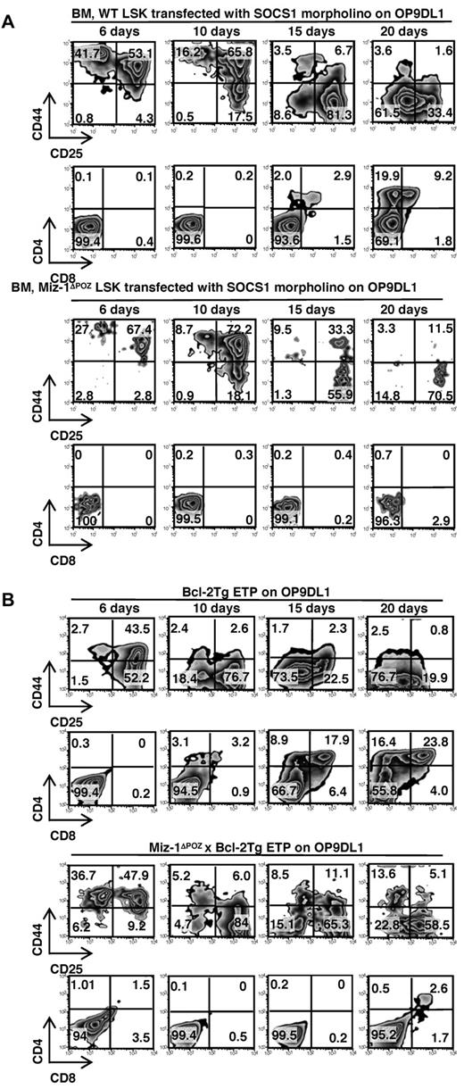 Figure 6. Early T-cell development is restored in Miz-1ΔPOZ cells by SOCS1 knockdown or Bcl-2 overexpression in vitro. (A) A total of 1000 sorted LSK cells from WT or Miz-1ΔPOZ were incubated with morpholino against SOCS1 mRNA. Comparative in vitro differentiation kinetics of the cells was monitored after 6 to 20 days of coculture on OP9DL1. (B) A total of 500 sorted ETP cells from Bcl-2Tg or Miz-1ΔPOZ x Bcl-2Tg were analyzed by FACS after 6 to 20 days of culture. Gated live cells were further gated on CD4−CD8−TCR-γδ− and analyzed for CD44 and CD25 surface expression to assess DN stages of differentiation. CD4 and CD8 surface expression shows development progression of more mature T cells. Data are representative of 4 independent experiments for panel A and 5 experiments for panel B.