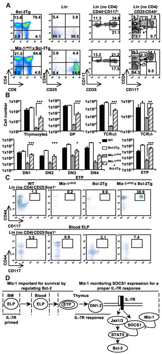 Figure 7. The early T-cell differentiation block in Miz-1ΔPOZ mice is overcome by Bcl-2 overexpression in vivo. FACS analysis (A,C) and total cell numbers (B) of thymic and blood lymphoid populations from Bcl-2Tg or Miz-1ΔPOZ x Bcl-2Tg mice (n = 7). (A) CD4 and CD8 surface staining is shown (left panel). CD4−CD8− DN cells gated on lineage-negative cells were further analyzed for the surface expression of CD44 and CD25 to assess the 4 DN populations (middle left panel). Within the DN populations, DN2s (Lin− no CD4, CD44+CD117+CD25medium/high), ETPs (Lin− no CD4, CD25− CD44+CD117+; middle right panel), and DN1s (Lin− no CD4, CD25−, CD44+, and CD24/CD117medium/high; right panel) were also characterized. (B) Numbers in rectangular gates or quadrants indicate the percentage of cells. Total cell numbers of the thymocyte subsets and of gated TCR-αβ+ and TCR-γδ+ cells are shown. (C) FACS analysis of Lin− no CD4, CD25− Sca1+CD44+CD117+ thymic ETPs (top panel) and peripheral blood ELPs (bottom panel; n = 5). (D) Schematic representation of Miz-1 implication throughout T-lineage progenitor and pro-T-cell development. *P ≤ .05. **P ≤ .01. ***P ≤ .001.