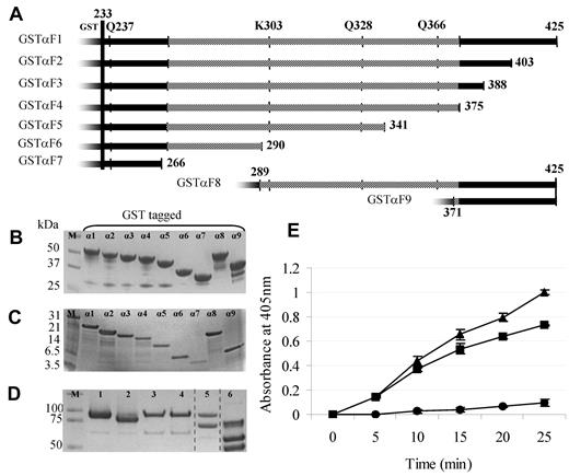Figure 1. Development of recombinant proteins. (A) Schematic representation of recombinant GSTα fragments 1-9. FXIII-A cross-linking glutamines Q237, Q328, Q366, and the α2 anti–plasmin lysine K303 are shown. The tandem repeat region (αC region 270-373) is represented by the shaded area. (B) Expression of recombinant GSTα fragments 1-9. Four percent to 20% Bis-Tris (tris(hydroxymethyl)aminomethane)–reducing SDS-PAGE. GSTα fragments 1-9 are shown left to right, respectively. (C) Sixteen percent% Tris-tricine SDS-PAGE of α fragments 1-9 (in the absence of the GST tag) are shown left to right, respectively. (D) Four percent to 12% Bis-Tris SDS-PAGE of representative samples used in this investigation. Lane 1, reduced nonactivated rFXIII-A; lane 2, reduced thrombin-activated rFXIII-A in the presence of calcium; lane 3, reduced nonactivated rFXIII-A R37A/K513A double thrombin cleavage variant; lane 4, reduced thrombin-treated R37A/K513A variant in the presence of calcium; lane 5, nonreduced purified FXIII-A2B2 displaying FXIII-A and -B subunits; lane 6, reduced purified fibrinogen displaying αβγ chains. Dashed gray vertical lines have been inserted to indicate a repositioned gel lane. (E) Biotin-labeled pentylamine incorporation FXIII-A activity assay that compares the activity of FXIII-A2B2 (▴) with wild-type rFXIII-A (■) and double thrombin cleavage mutant rFXIII-A R37A/K513A (●; n = 3). Error bars show ± 1 SD.