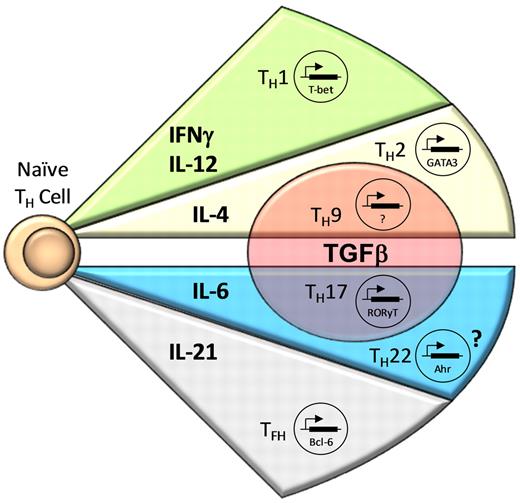 Figure 1. CD4+ T-cell effector subsets. Antigen-specific stimulation of naive CD4+ T cells in the presence of certain cytokines induces expression of lineage-specific transcription factors, resulting in differentiation into CD4+ T-cell effector subsets. IFN-γ and IL-12 lead to the expression of T-bet, resulting in Th1 cell differentiation. CD4+ T-cell activation in the presence of IL-4 results in Th2 cell development mediated by GATA3; however, the addition of TGF-β causes differentiation into Th9 cells. The combination of IL-6 and TGF-β is necessary for RORγt expression, resulting in Th17 cell development, whereas the presence of IL-6 alone or with other unknown cytokines possibly results in Th22 cell differentiation by expression of AHR. Finally, IL-21 appears to be important for the development of Tfh cells through induction of Bcl-6.