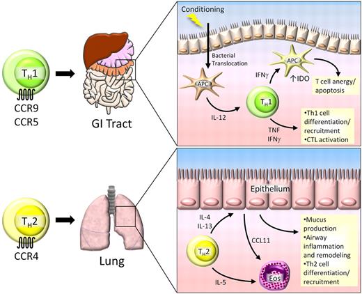 Figure 2. Th1 and Th2 cells in GVHD. Th1 cells play a significant role in GVHD pathogenesis in the gastrointestinal (GI) tract. Donor-specific Th1 cells migrate to the GI tract and liver by the chemokine receptors CCR9 and CCR5. During conditioning before transplantation, the integrity of the epithelial barrier is compromised, resulting in translocation of bacterial products and activation of local antigen presenting cells (APCs). These activated APCs secrete IL-12, which is necessary for Th1 cell development and expansion. Th1 cells secrete IFN-γ, which has dual roles in the GI tract. IFN-γ and TNF facilitate further Th1 cell development and activation of allospecific CTLs, resulting in tissue damage. Conversely, Th1-derived IFN-γ can induce the immunosuppressive enzyme indoleamine 2,3-dioxygenase (IDO) in APCs, causing T-cell anergy and apoptosis. Th2 cells migrate to the lung by CCR4, where they secrete IL-4, IL-5, and IL-13. IL-4 and IL-13 act on lung epithelium, causing inflammation and tissue remodeling that ultimately leads to pulmonary fibrosis. IL-5 facilitates expansion of eosinophils (Eos) that are recruited to the lung by CCL11, which can further exacerbate lung tissue damage.