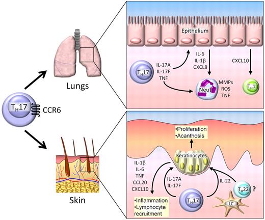 Figure 3. Th17 cells in GVHD. Th17 cells traffic to the lung and skin by CCR6, where they mediate tissue damage. In the lung, Th17 cells secrete IL-17A, IL-17F, and TNF, which induce secretion of proinflammatory cytokines and chemokines by epithelial cells. Th17-derived cytokines act directly on neutrophils (neut), resulting in production of matrix metalloproteinases (MMPs), reactive oxygen species (ROS), and TNF. In the skin, IL-17A and IL-17F produced by infiltrating Th17 cells cause the production of several proinflammatory cytokines and chemokines by keratinocytes, resulting in further leukocyte recruitment and local tissue damage. IL-22 is secreted byTh17 cells and possibly Th22 cells activated by Langerhan cells (LCs). IL-22 induces keratinocyte proliferation, resulting in acanthosis and cutaneous GVHD pathology.