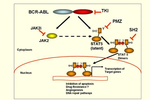 Schematic representation of STAT5 activation in CML ands strategies of STAT5 inhibition. BCR-ABL phosphorylates STAT5 at a critical Tyrosine (Y) residue close to SH2 domain, with subsequent dimerization and nuclear translocation of STAT5:STAT5 dimers, which bind to DNA at consensus sequences of the target gene promoters. PMZ indicates Pimozide; TKI, tyrosine kinase inhibitors; SH2i, STAT5 inhibitors targeting SH2 domain; and JAK2i, Jak2 inhibitors.