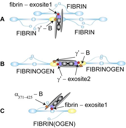 Fibrin(ogen) as a cofactor for the thrombin-catalyzed activation of FXIII-A2B2. (A) Thrombin (violet) binds (red star) through exosite 1 to the central domain of one fibrin molecule (blue) and FXIII-A2B2 (gray) binds (orange star) through the B subunit to the γ′ chain (yellow) of a second fibrin molecule.9 When fibrin polymerizes, enzyme and substrate are brought together to enhance the rate of activation. (B) FXIII-A2B2 binds through the B subunit to the γ′ chains of 2 fibrinogen molecules.7 When fibrin polymerizes, thrombin binds through exosite 2 to the γ′ chain to enhance the rate of substrate cleavage. In this model, the γ′ chain also enhances the calcium-dependent activation step. (C) Thrombin binds through exosite 1 to the central domain of fibrinogen and FXIII-A2B2 binds through the B subunit to α chain residues 371-425. Either fibrinogen or fibrin monomer could serve as the cofactor in this configuration where enzyme and substrate are in close proximity on one molecule. Because kinetic analyses indicate FXIII-A2B2 activation occurs subsequent to thrombin-catalyzed cleavage of fibrinopeptide A from fibrinogen, this model suggests that substrate specificity determines the sequential appearance of fibrin and FXIIIa. Illustration by Oleg V. Gorkun, PhD.