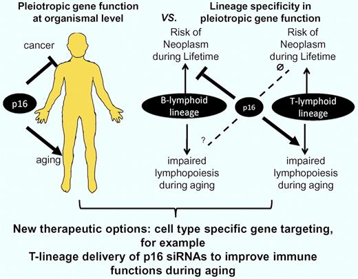 It has been shown that tumor suppressor genes (eg, p16) have pleiotropic effects during lifetime preventing the formation of cancer during early life but contributing to impairments in stem-cell function and organ maintenance during aging. Liu et al provide the first experimental evidence for lineage-specific pleiotropic effects of p16 in the aging immune system. B lineage–specific deletion of p16 leads to B cell–derived neoplasms in middle-aged mice without improving B lymphopoiesis at this age. In contrast, T lineage–specific deletion of p16 does not lead to tumorigenesis but significantly improves T lymphopoiesis and immune functions in aging mice. The data indicate that p16 does not contribute to tumor suppression in T-lymphoid cells but has an important tumor-suppressive role in B-lymphoid cells. In contrast, p16 contributes to impairments in T lymphopoiesis during aging but has no significant effects on B lymphopoiesis in middle-aged mice. Inhibitory effects of p16 on B lymphopoiesis at advanced age cannot be excluded. The data support a new concept indicating that lineage-specific gene-targeting (targeting of p16 in T-lymphoid lineage) could represent a therapeutic option to improve tissue maintenance during aging (T lymphopoiesis) without affecting gene expression and transformation in other compartments (B-lymphoid lineage).