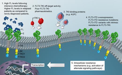 FL indicates FLT3 ligand; E, extracellular domain of FLT3; TM, transmembrane domain; JM, juxtamembrane domain; TKD1, tyrosine kinase domain 1; TKD2, tyrosine kinase domain 2; TKI, tyrosine kinase inhibitor; AGP, alpha-1 acid glycoprotein; and FLT3-ITD, FLT3 receptor with internal tandem duplication mutation.