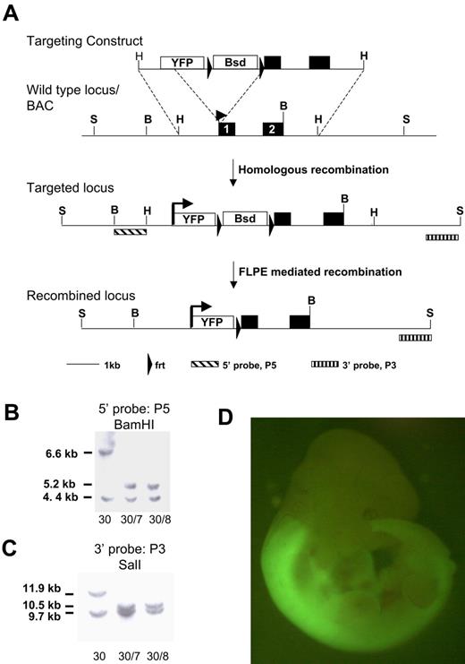 Figure 1. Targeting strategy for introducing the YFP reporter at the Hoxb4 locus. (A) The YFP variant sequence, Venus, and an frt-flanked blasticidin selection cassette was inserted at the start codon of Hoxb4 in a BAC clone. A 5.2-kb HindIII fragment was subcloned from the BAC and used for gene targeting in ES cells. Schematic diagrams of the Hoxb4 locus and of correctly targeted alleles before and after blasticidin selection cassette removal with the use of FLPe-mediated recombination. (B) Southern blot of BamHI-digested DNA probed with 5′ probe (P5). (C) Southern blot of ScaI-digested DNA probed with 3′ probe (P3). Clone 30 is the primary targeted clone. Clones 30/7 and 30/8 were recovered after transient removal of the selection cassette from clone 30. The lower band in both blots represents the wild-type untargeted allele (BamHI, 4.4 kb; ScaI, 9.7 kb). (D) Hoxb4YFP/+ embryo. Note bright YFP expression is in the anterior neural tube; the sharp boundary between rhombomeres 6 and 7 is consistent with previous reports. YFP in open box marks the Venus open reading frame. Bsd in open box marks the PGK/EM7 dual eukaryotic/prokaryotic promoter driven blasticidin selection cassette. B indicates BamHI; H, HindIII; S, ScaI.