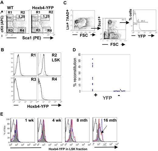 Figure 2. Hoxb4 is expressed in adult BM HSCs. Flow cytometric analysis of BM cells from WT and Hoxb4YFP/+ animals. (A) Gating of the LSK population is shown by 4 gates representing the major populations, marked R1 to R4. (B) Comparison of gated populations R1 to R4 indicated in panel A, showing YFP expression. In the histograms dashed lines indicate WT and solid lines indicate Hoxb4YFP/+ cells. (C) The FACS strategy is outlined, indicating Lin−, Sca1+, and YFP sorting gates. (D) Lin−Sca1+Hoxb4/YFP+ cells in contrast to Lin−Sca1+Hoxb4/YFP− cells effectively reconstitute irradiated recipients. Each symbol indicates one recipient animal and reflects the level of engraftment of donor-derived cells (combined data from 2 separate experiments). (E) BM extracted from WT and Hoxb4YFP/+ mice at 1 week, 4 weeks, 8 months, and 16 months of age were stained with the LSK markers (lacking Mac1 for mice 1 and 4 weeks old). LSK cells were gated (as in panel A) and YFP fluorescence in experimental Hoxb4YFP/+ mice (2 animals at each time point, red- and blue-outlined histograms) compared with LSK cells from WT (thick black-lined histograms) and 8-week-old Hoxb4YFP/+ mice (solid gray histogram). Note that, although the peak of Hoxb4/YFP fluorescence in the red histogram is shifted less than in the blue histogram at 16 months and is similar to that in 8-month-old mice, the entire peak volume is shifted significantly higher (arrowhead).