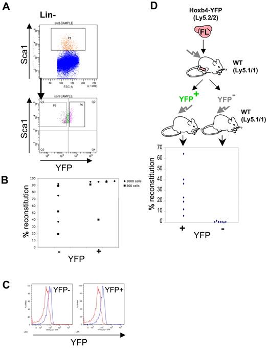 Figure 5. Hoxb4 is broadly expressed in embryonic HSCs from the E14.5 fetal liver. (A) FL cells were gated using Lin− and Sca1+ markers and sorted on the basis of YFP expression. Recovered cells were tested in long-term reconstitution experiments (200 or 1000 cells injected). (B) Donor contribution to the peripheral blood is displayed from 2 independent sorting experiments. (C) Assessment of Hoxb4/YFP expression in the donor-derived CD45.2+ LSK fraction from recipient CD45.1 mice reconstituted with sorted FL HSCs 16 weeks after transplantation. (D) Irradiated recipients were injected with one E14.5 FL to obtain > 90% peripheral blood reconstitution. BM from reconstituted mice was sorted as in Figure 2C into Lin−Sca1+Hoxb4/YFP+ and Lin−Sca1+ Hoxb4/YFP− populations and injected into irradiated recipients. Contribution to the peripheral blood was determined by flow cytometry. HSCs were only observed in the Hoxb4/YFP-expressing cell fraction. Red histo-grams represent control BM LSK cells, and blue histograms show LSK CD45.2 cells in BM from Hoxb4/YFP-reconstituted CD45.1 recipients. Result from one experiment.