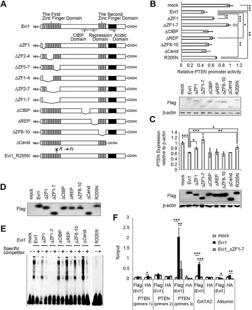 Figure 2. Evi1 represses PTEN expression via its first zinc finger domain. (A) Schematic representation of Evi1 and its mutants. (B) Relative luciferase activity of Evi1 and its mutants on PTEN4_wt promoter (n = 4) together with immunoblot of assayed Jurkat cells transfected with Flag-tagged wild-type Evi1, its mutants, and mock. Error bars indicate SD; *P < .05, **P < .01, and ***P < .001. (C) PTEN mRNA expression in Flag-tagged Evi1-, its mutants-, or mock-transduced BM cells together with protein expression of Evi1 and its mutants (n = 3). Error bars indicate SD; *P < .05, **P < .01, and ***P < .001. (D) Protein expression of Flag-tagged wild-type Evi1 and its mutants used in EMSAs. Western blot analysis was done with anti-Flag antibody. (E) EMSAs used mutants of human Evi1 and the probe set 3. (F) ChIP analysis for Flag-Evi1, Flag-Evi1_ΔZF1-7, or mock-expressing BM cells that used the indicated antibodies (n = 3). Error bars indicate SD; *P < .05, **P < .01, and ***P < .001. REP, repression domain; Cend, domain at the C-terminus.