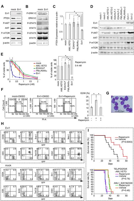 Figure 3. Evi1 represses PTEN protein level and activates downstream AKT/mTOR signaling. (A-B) Analysis of indicated protein levels in Evi1 or mock-transduced BM cells. BM cells (1-2 × 106) were used in these assays. Experiments were repeated for > 2 times, and the representative figures are presented. (C) Comparison of PTEN mRNA expression between various oncogene-transduced BM cells. Mock, AML1/ETO, E2A/HLF, PML/RARα, or Evi1-transduced BM cells were prepared and were analyzed after 1 week of G418 selection. Error bars indicate SD (n = 4; *P < .01). Results were represented as the averages of 4 independent experiments performed in duplicate. (D) Comparison of PTEN/AKT/mTOR signaling of the indicated cells analyzed by Western blotting. BM cells (1-2 × 106) were used in these assays, and 4 independent experiments were performed and representative figures are shown (n = 2 for each). (E) Rapamycin was added to each oncogene- or mock-transduced BM cells with the indicated concentrations in semisolid medium. The average colony counts were converted to percentages, defining the colony number without rapamycin as the cell viability of 100%. P values were calculated by comparing percentages of viable cells at 0.4nM rapamycin. Error bars indicate SD (n = 8 from 4 independent experiments; *P < .00001). (F) Cell cycle analysis of Evi1- or mock-transduced BM cells with/without addition of rapamycin. Representative fluorescence-activated cell sorting data (left), and average percentage of cells in G2/M phase (right) were shown. Error bars indicate SD (n = 3; *P < .01). (G) A BM smear of Evi1-induced AML, stained with Wright-Giemsa, showed an increase of myeloblasts. Slides were examined by Olympus BH-2 microscope with 40×/0.75 NA oil objective. Picture was taken with Olympus DP20-E camera and analyzed with Adobe Photoshop 7.0. (H) Representative flow cytometric profiles of the BM cells isolated from a recipient of Evi1- or mock-transduced BM cells. The surface marker profiles of Evi1-induced leukemic cells were almost the same. These cells expressed c-kit and Mac-1. Lymphoid markers such as CD3 and B220 were negative except for some deviations in the intensity of B220. In contrast, mock-transduced cells were hardly detected, which suggested that the transplanted cells did not engraft. The numbers in the figure show the percentage of cells gated in each quadrant. (I) Survival of Evi1-induced leukemic mice (top; n = 20 in total, 3 clones were transplanted), or that of TEL/PDGFβR-AML1/ETO-induced leukemic mice and AML1_S291fsX300-induced leukemic mice (bottom; n = 20 in total for each leukemia, 2 clones were transplanted for each) treated with vehicle or rapamycin. DMSO indicates dimethyl sulfoxide; ERK1/2, extracellular signal-regulated kinase 1/2; STAT3, signal transducer and activator of transcription 3; STAT5, signal transducer and activator of transcription 5.