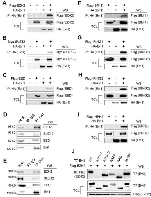 Figure 6. Evi1 interacts with PcG proteins. (A-C) Immunoprecipitation of HA-Evi1 identified EZH2 (A), SUZ12 (B), and EED (C) as interacting proteins in 293T cells. Vertical lines have been inserted to indicate a repositioned gel lane in panel A. (D) Interaction between Evi1 and endogenous PRC2/3/4 proteins in Evi1-induced murine leukemic cells. (E) Interactions between endogenous Evi1 and PRC2/3/4 in human leukemia cells derived from the patient with AML patient. (F-I) Immunoprecipitation of HA-Evi1 identified BMI1 (F), RING1 (G), RING2 (H), and HPH2 (I) as interacting proteins in 293T cells. A vertical line has been inserted to indicate a repositioned gel lane in panel I. (J) ZF1-7 domain of Evi1 is responsible for the physical interaction with EZH2. IgG indicates immunoglobulin G; WB, Western blotting.