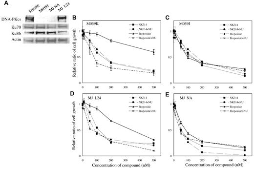 Figure 5. Effect of NK314 on growth of M059 cell lines. (A) Expression of DNA-PK complex in M059K, M059J (a DNA-PKcs mutant), MJ NA (mock vector-transfected), and MJ L24 (DNA-PK cDNA-transfected) cells was detected by Western blot analysis. M059 cells were treated with etoposide or NK314 in combination with or without NU7026 (NU). Effects of NK314 or etoposide on cell growth of M059K (B), M059J (C), MJ L24 (D), or MJ NA (E) were determined with Cell Counting Kit-8. Relative ratio of cell growth was calculated by dividing by the number of untreated cells and expressed as mean ± SD of triplicate analyses.