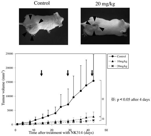 Figure 6. Effect of NK314 on tumor growth of MT-1 cells transplanted into SCID mice. MT-1 cells were injected into the dorsal flank of SCID mice after 4 Gy irradiation. NK-314 at a dose of 10 mg/kg (▴) or 20 mg/kg (×), or phosphate-buffered saline (●), was injected intraperitoneally at days 14, 28, and 42 after inoculation (arrows). Tumor volume was calculated as (short axis)2 × (long axis)/2.