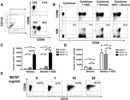 Figure 6. M-CSFR+ precursors can become NK cells but have differential developmental requirements. (A) The CD56−CD117+ cell fraction was isolated from day 18 NK-cell differentiation culture of CD34+ cells and labeled for M-CSFR (CD115) expression. FACS gates for the M-CSFR+ and M-CSFR− subsets are shown. On further culture for 2 weeks with cytokines alone (IL-15, IL-7, SCF, FLT-3L) the M-CSFR+ subset gives rise to CD56+CD94− NK cells (top plot), whereas M-CSFR− subset generates predominantly CD56+CD94+ NK cells (bottom plot). (B) The addition of HDC, stroma, or both to CD56−CD117+M-CSFR+ myeloid precursors induces increasing acquisition of CD94 (top) and KIR (bottom). (C) The CD56−CD117+M-CSFR+ subset generates increasing numbers of CD14+ cells on the addition of M-CSF (□, no M-CSF; ▩, 10 ng/mL; ■, 50 ng/mL). The number of CD14+ cells is shown after 1 week of culture with NK-supporting cytokines (IL-15, IL-7, SCF, FLT-3L) and stroma (left) or cytokines and stroma and HDC (right). (D) M-CSF at high doses abolishes NK-cell development of CD56−CD117+M-CSFR+ precursors. Shown are the number of CD56+ cells when CD56−CD117+M-CSFR+ precursors are cultured in NK-supporting cytokines (IL-15, IL-7, SCF, FLT-3L) and in stroma (left) or cytokines, stroma, and HDC (right) and cultured with/without M-CSF (□ indicates no M-CSF; ▩, 10 ng/mL; ■, 50 ng/mL). The number of NK cells at 2 weeks is shown. (E) The CD56−CD117+M-CSFR+ subset cultured with low concentrations (0, 1, 10, and 20 ng/mL) of M-CSF induces CD56+ NK cells with coexpression of CD14 (percentages of CD14+ in CD56+ fraction indicated). Cells were present in the lymphocyte gate by SSC versus FSC characteristics (not shown).Groups showing significant differences are indicated by asterisks (***P < .001, **P = .001-.01, and *P = .01-.05), 2-way analysis of variance on log-transformed values with Bonferroni posttest.