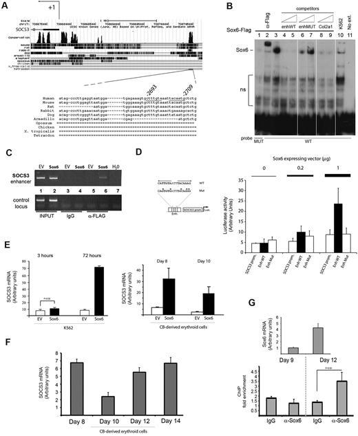 Figure 4. SOCS3 gene is an early direct target of Sox6. (A) Mapping of the SOCS3 conserved region that contained the double Sox6 binding site. University of California Santa Cruz (UCSC) map indicates a block of conservation of approximately 100 nt centered on the Sox6 site. The double site was fully conserved in rat, mouse, and human. (B) Sox6 was bound in vitro to the SOCS3 enhancer in electrophoretic mobility shift assay. Nuclear extracts from Sox6-K562 (lanes 1-9) or from EV-K562 (lane 10) were incubated with either the WT (lanes 2-10) or the mutated (lane 1; MUT) SOCS3-labeled probes. The retarded band generated by the Sox6-FLAG protein was supershifted by the anti-FLAG antibody (lane 2) and competed for both by the SOCS3 oligonucleotide itself (lanes 4-5) and by a known Sox6 consensus (lanes 8-9; Col2a129). The SOCS3 probe mutated in the Sox6 consensus failed to give any binding (lane 1) or to compete for the Sox6 band (lanes 6-7). The WT probe alone (lane 11) yielded no bands. Ns indicates no specific binding. (C) ChIP on chromatins from transduced K562 cells. The SOCS3 enhancer element was immunoprecipitated by the anti-FLAG antibody (which recognizes the Sox6 transduced protein) but not by the corresponding preimmune serum, immunoglobulin G (IgG). (Top panel) SOCS3 region; (bottom panel) glyceraldehyde-3-phosphate dehydrogenase (GAPDH) locus, as negative control. Lanes 1 and 2 show input chromatins; lanes 3-4, IgG; lanes 5-6, anti-FLAG antibody; and lane 7, water. EV indicates empty vector; Sox6, Sox6 vector. (D) The SOCS3 enhancer containing the Sox6 double site was activated by Sox6 in cotransfection experiments in K562 cells. A 70-nt fragment containing either the WT (EnhWT) or the mutated Sox6 double site (EnhMut) was cloned upstream of the −393 + 12 region that corresponded to the SOCS3 minimal promoter (SOCS3prom). (Left panel) Mutations in the Sox6 consensus were the same as in panel B and were proven to abolish Sox6 binding in an electrophoretic mobility shift assay. (Right panel) All constructs were cotransfected in K562 cells together with increasing amounts (0.2 μg and 1 μg) of a Sox6-expressing plasmid. The EnhWT construct was activated in a dose-dependent manner by the addition of the cotransfected Sox6 plasmid (solid columns), whereas the corresponding mutated element, EnhMut, was insensitive to Sox6 cotransfection (open columns on right). (E) Real-time quantification of SOCS3 expression on Sox6 transduction in K562 (3 and 72 hours after transduction) and in primary cord blood–derived (CB) erythroblasts (48 and 96 hours after transduction). (F) SOCS3 expression during CD34+-derived erythroblast terminal maturation, determined by real-time PCR. (G top panel) Real-time quantification of Sox6 expression at day 9 and day 12. (Bottom panel) ChIP performed on chromatins from primary cells on the same days as above demonstrated that at day 12, Sox6 was bound to the SOCS3 enhancer. IgG antibodies were used as a control. Statistical significance is indicated above the chart.