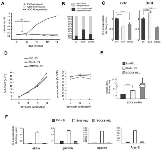 Figure 5. SOCS3 activation mediates inhibition of cell proliferation. (A-C) SOCS3 overexpression in CD34+-derived erythroblasts. (A) Growth curve of cultures infected with the empty vector (EV; ♦), the Sox6-overexpressing vector (■), or the SOCS3 overexpression vector (▴). The y-axis indicates the number of cells; x-axis, days in culture (all cultures were transduced at day 6 with similar efficiency). (B) Differential cell counts. The different colors in the columns represent the proportion of mature (orthochromatic plus polychromatophils; O+P) and immature (basophils plus proerythroblasts) cells, respectively. EV-transduced cells: O+P = 17%; Sox6-transduced cells: O+P = 43%; SOCS3-transduced cells: O+P = 24%. (C) Real-time PCR on Bcl-2 and Bcl-xL expression, 48 hours after transduction of day 6 erythroblasts with EV, Sox6, and SOCS3, respectively. Histograms show the relative levels of expression (mean ± SEM of at least 3 independent experiments) compared with glyceraldehyde-3-phosphate dehydrogenase (GAPDH) considered as 1. The differences shown were statistically significant, as indicated by P values. (D-F) Transduction experiments in HEL cells. (D) Neither Sox6 nor SOCS3 overexpression altered cell proliferation. Growth curve (left) and percentage of GFP+ cells (right) of HEL cells transduced with the empty control vector (EV-HEL), the Sox6-overexpressing vector (Sox6-HEL), and the SOCS3-overexpressing vector (SOCS3-HEL). (E) Quantitation by real-time PCR of SOCS3 expression in HEL cells transduced as above, relative to glyceraldehyde-3-phosphate dehydrogenase (GAPDH). (F) Real-time PCR. Only Sox6 activated erythroid gene transcription.