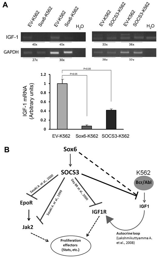 Figure 6. The Sox6-SOCS3 axis negatively regulates IGF-1 gene transcription. (A) SOCS3 and Sox6 overexpression was accompanied by a strong repression of IGF-1 transcription. (Top panel) Reverse-transcription PCR; (bottom panel) real-time PCR. PCR cycles for IGF-1 and glyceraldehyde-3-phosphate dehydrogenase (GAPDH) amplifications are indicated below the figure. (B) Diagram showing the known relationships (references are indicated above the connecting lines38,40,41) between the genes/pathways studied in the present report. SOCS3 interferes with the EPO/JAK/STAT pathway by binding the EPO receptor (EpoR) and JAK,38 and it interferes with IGF-1 signaling by binding IGF-1R.41 K562 proliferation is sustained by an autocrine IGF-1 signaling loop activated by Bcr/Abl.40 Here, we propose that the SOCS3-mediated inhibition of IGF-1 transcription might be responsible for K562 decreased proliferation and increased apoptosis downstream of Sox6 (solid line). We cannot exclude that Sox6 could also act on IGF-1 through other unknown pathways (dashed line).