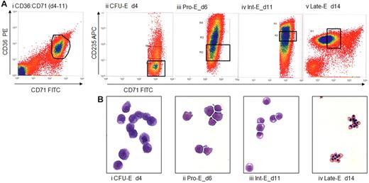 Figure 1. Preparation of enriched populations of CFU-E, Pro-Es, Int-Es, and Late-Es. (A) CD36, CD71 (transferrin receptor 1) and CD235a expression determined by flow cytometry of peripheral blood mononucleocyte-derived erythroblasts. Cells were stained for 15 minutes at 4°C in 2% bovine serum albumin in HBSS and washed twice. CFU-E are CD36+, CD71+, and CD235a−/low. CD235a expression increases until the intermediate erythroblast stage, when it remains high and CD71 expression begins to decrease. Stained cells were sorted on a MoFlo cell sorter (Beckman Coulter) to obtain erythroblast populations enriched for the appropriate stage of development. Our cells were tightly gated to ensure discrete populations of cells similar in maturity and lineage. Sort gates were defined by first setting a gate on the fluorescent expression profile of the population of interest, either CD71 versus CD36 (i) and/or CD71 versus CD235a (ii-v). These gates were then applied to the forward scatter versus side scatter dot plot, and a second gate was applied to exclude debris and also to define a population of cells showing similar size. The mean percentages of sorted cells collected in the total erythroid gates were 14%, 24%, 20%, and 50% for cells sorted on days 4, 5 to 6, 8 to 11, and 13 to 15, respectively. Sorted CFU-E, Pro-Es, Int-Es, and Late-Es represented an average of 28%, 29%, 37%, and 45% of erythroid cells present, respectively. (B) Cytospins of cells stained with May-Grünwald-Giemsa are shown to illustrate the morphologic changes as cultured erythroblasts mature from large CFU-E with a large, smooth nucleus at day 4, through the Pro-E and basophilic Int-E stages as the chromatin becomes more condensed, accompanied by a reduction in both cell size and the nucleus/cell size ratio, to the small Late-Es when the cytoplasm turns from blue to orange reflecting the production of hemoglobin and the nuclei become pyknotic. From all hybridized sorts, we have counted at least 250 cells per sample and find an average of 99.3% purity for our populations, with the contaminants being erythroid cells of slightly increased or decreased maturity rather than nonerythroid cells. Representative plots and cytospins viewed at 20× original magnification are shown.