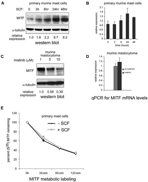 Figure 2. KIT activation up-regulates MITF protein expression. (A) Western blot shows robust increase of MITF protein expression by 24 to 48 hours in primary murine BMMCs treated with SCF (100 ng/mL). Relative expression is calculated by taking the ratio of the densitometry signal for MITF to tubulin and normalizing to 1.0 for the zero time point. (B) Real-time PCR shows MITF mRNA levels with SCF treatment in BMMCs. Signal quantitated with SYBR Green and normalized to β-actin. Relative expression is normalized to the signal of the zero time point. (C) Pharmacologic inhibition of KIT reduces MITF expression. Western blot shows that increasing the concentrations of the KIT inhibitor imatinib results in a dose-dependent decrease in MITF expression in murine (P815). Relative expression is calculated as described for BMMCs. (D) Real-time PCR shows no significant change in MITF mRNA in murine mastocytoma (P815) with imatinib treatment (10μM). (E) MITF protein half-life does not change significantly with KIT activation. Metabolically labeled BMMCs (primary mast cells) with and without SCF treatment were immunoprecipitated with an MITF antibody, and MITF protein was quantitated at various time points after SCF treatment with densitometry of signal intensity of bands on autoradiograph. There was no significant difference in MITF half-life with SCF treatment.
