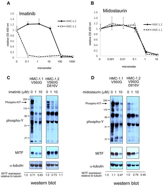 Figure 3. Pharmacologic inhibition of KIT signaling results in MITF protein reduction. (A) D816V mutation confers resistance to imatinib treatment. XTT assay shows sensitivity of HMC-1.1 (KIT D816V-negative) and relative resistance of HMC-1.2 (KIT D816V-positive) to imatinib. (B) D816V-negative and -positive HMC cell lines are sensitive to midostaurin. XTT assays were performed in triplicate and absorbance measured at OD 450. Relative OD 450 value is calculated by normalizing OD 450 reading to OD 450 with no treatment. (C) MITF protein expression is reduced with inhibition of KIT signaling. Western blot shows that both phosphotyrosine signal and MITF protein are reduced with imatinib treatment in HMC-1.1. In HMC-1.2, phosphotyrosine signal is only mildly reduced and MITF protein is not significantly repressed. (D) Midostaurin treatment results in inhibition of phosphotyrosine in both HMC-1.1 and HMC-1.2. Western blot for α-tubulin shows equivalent loading. Relative expression is calculated by taking the ratio of the densitometry signal for MITF to tubulin and normalizing to 1.0 for the zero time point.