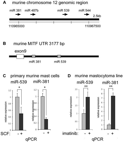 Figure 5. miRNAs 381 and 539 are repressed with KIT signaling in mast cells. (A) Schematic representation of the murine genomic region of chromosome 12 with the conserved miRNAs for 381, 487b, 539, and 544. (B) Schematic representation of the murine MITF 3′-UTR depicting phylogenetically conserved binding sites for miR-381 and miR-539. (C) Real-time TaqMan PCR showing the depression of mature miR-381 and miR-539 with activation of KIT in primary BMMCs treated with SCF. *P < .05. (D) Real-time TaqMan PCR showing the increase in mature miR-381 and miR-539 levels with inhibition of KIT in murine mastocytoma (P815) with imatinib. **P < .005. Signals were normalized to miR-16 expression. P values are calculated with Student t test; all experiments performed in triplicate.