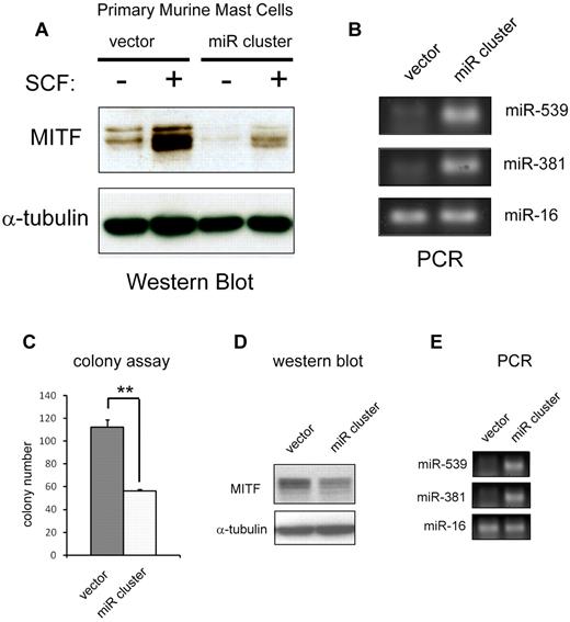 Figure 6. Overexpression of miR-381 and miR-539 represses MITF expression and function. (A) Western blot shows an increase in MITF protein with SCF treatment in primary BMMCs. Retroviral overexpression of miR-381 and miR-539 (miR cluster) represses MITF expression at baseline and blunts up-regulation with SCF treatment. (B) PCR analysis shows overexpression of miR-381 and miR-539 in miR cluster-expressing BMMCs. miR-16 expression is not significantly changed. (C) Overexpression of miR-381 and miR-539 in HMC-1 cells (miR cluster) impairs colony-forming capacity. **P < .005. P values are calculated with Student t test; all experiments performed in triplicate. (D) Western blot shows decrease of MITF protein in miR cluster-expressing HMC-1 cells. (E) PCR analysis demonstrates overexpression of miR-539 and miR-381 in HMC cells transduced with the miR cluster compared with vector-transduced cells. miR-16 expression is not significantly changed.