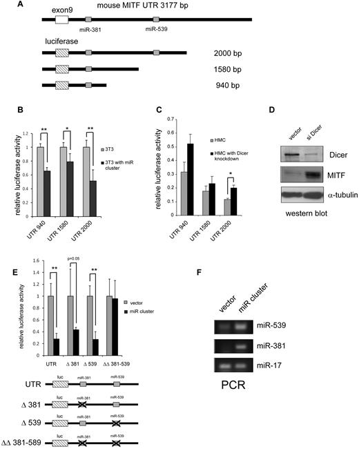 Figure 7. miR-381 and miR-539 target the 3′-UTR of MITF. (A) Schematic representation of the MITF 3′-UTR with the miR-381 and miR-539 binding sites. Luciferase reporter constructs with truncated fragments of the 3′-UTR shown with the lengths depicted. (B) Overexpression of miR-381 and miR-539 (miR cluster) inhibits luciferase activity in 3T3 cells. *P < .05. **P < .005. (C) Knockdown of the miRNA endonuclease, Dicer, results in increased luciferase activity with constructs containing the MITF 3′-UTR. *P < .05. (D) Western blot shows knockdown of Dicer expression with the sh-RNA-expressing lentivirus. MITF protein is increased in Dicer knockdown cells. (E) miR-381 and miR-539 specifically target the miR binding sites in the MITF 3′-UTR. Luciferase reporters with miR-381 and miR-539 binding sites show decreased activity with overexpression of miRs (miR cluster). Luciferase reporters with either miR-381 (Δ381) or miR-539 (Δ539) singly deleted also show decreased activity with overexpression of miRs. Luciferase reporter with and miR-381 and miR-539 binding sites deleted (ΔΔ 381-539) are not repressed by miR cluster overexpression. *P < .05. **P < .005. (F) PCR analysis shows overexpression of miR-539 and miR-381 in miR cluster transduced 3T3 cells. miR-17 is not significantly affected. P values are calculated with Student t test; all experiments are performed in triplicate. Luciferase activity is normalized to Sea Pansey luciferase activity