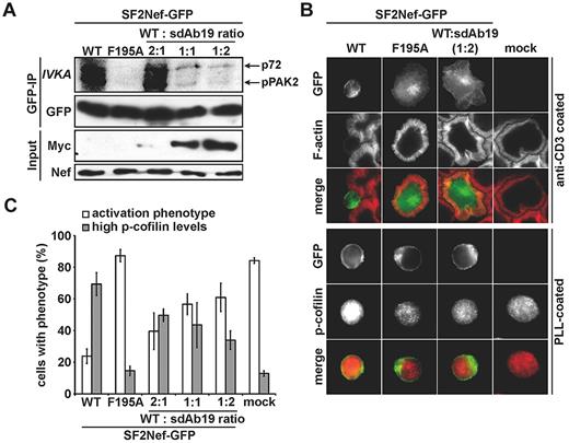 Figure 4. sdAb19 blocks Nef-PAK2 association and restores actin remodeling after TCR engagement and cofilin deregulation. (A) Jurkat cells expressing WT or F195A Nef-GFP and increasing amounts of sdAb19 were subjected to anti-GFP immunoprecipitation and subsequent in vitro kinase assay. Nef-associated PAK2 activity is shown by the phosphorylated 62-kDa band (p-PAK2, IVKA). (B) Representative micrographs of the cells used in panel A. Cells were plated onto anti-CD3 or poly-L-lysine (PLL)–coated cover glasses (top and bottom panels, respectively), fixed and stained either with phalloidin to reveal F-actin (top) or for p-cofilin (bottom). (C) Frequency of the cells shown in panel B that are able to form F-actin–rich circumferential rings and with high p-cofilin levels. Values are the means of 3 independent experiments, and error bars represent 1 SD from the mean; ≥ 100 cells were analyzed per transfection.