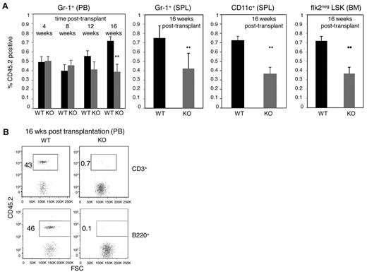 Figure 2. E47-deficient bone marrow cells display compromised long-term competitive repopulation activity in vivo. (A) CD45.2 WT and E47 KO bone marrow cells (2 × 105) mixed with an equal number of CD45.1 competitor cells were adoptively transferred into lethally irradiated CD45.1 recipient mice. The proportion of test donor-derived (CD45.2+) Gr-1+cells was monitored every 4 weeks in the peripheral blood of the recipient mice. Then, the recipients were killed at 16 weeks after transplantation, and lineage repopulation in the spleen (Gr-1+, CD11c+) or bone marrow (flk2− LSK) was measured (n = 5 mice). P < .05. The data are representative of 2 independent experiments. (B) Competitive lymphoid repopulation activity of WT and E47 KO bone marrow cells was measured at 1:1 test donor/competitor ratio. The percentage of test donor-derived (CD45.2+) lymphoid cells in the peripheral blood of the recipient mice at 16 weeks after transplantation is shown (n = 8 mice). PB indicates peripheral blood; SPL, spleen; and BM, bone marrow.